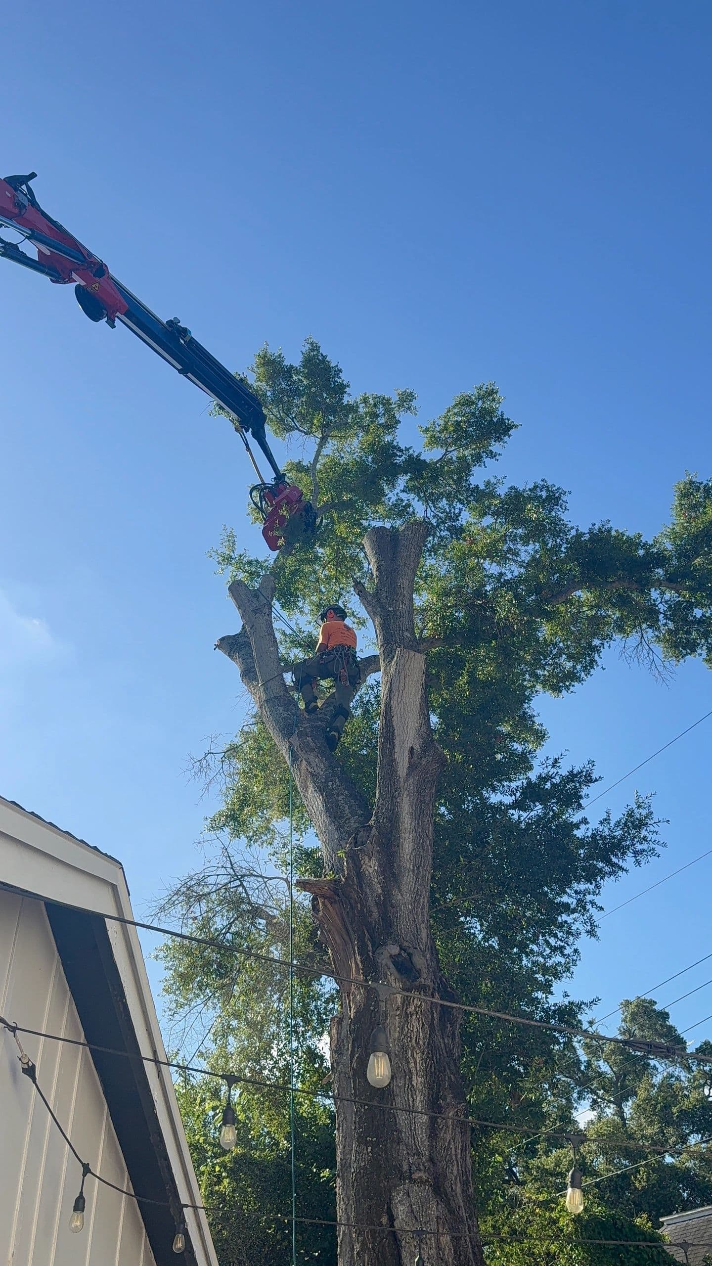 H&M Tree Service job photo 54