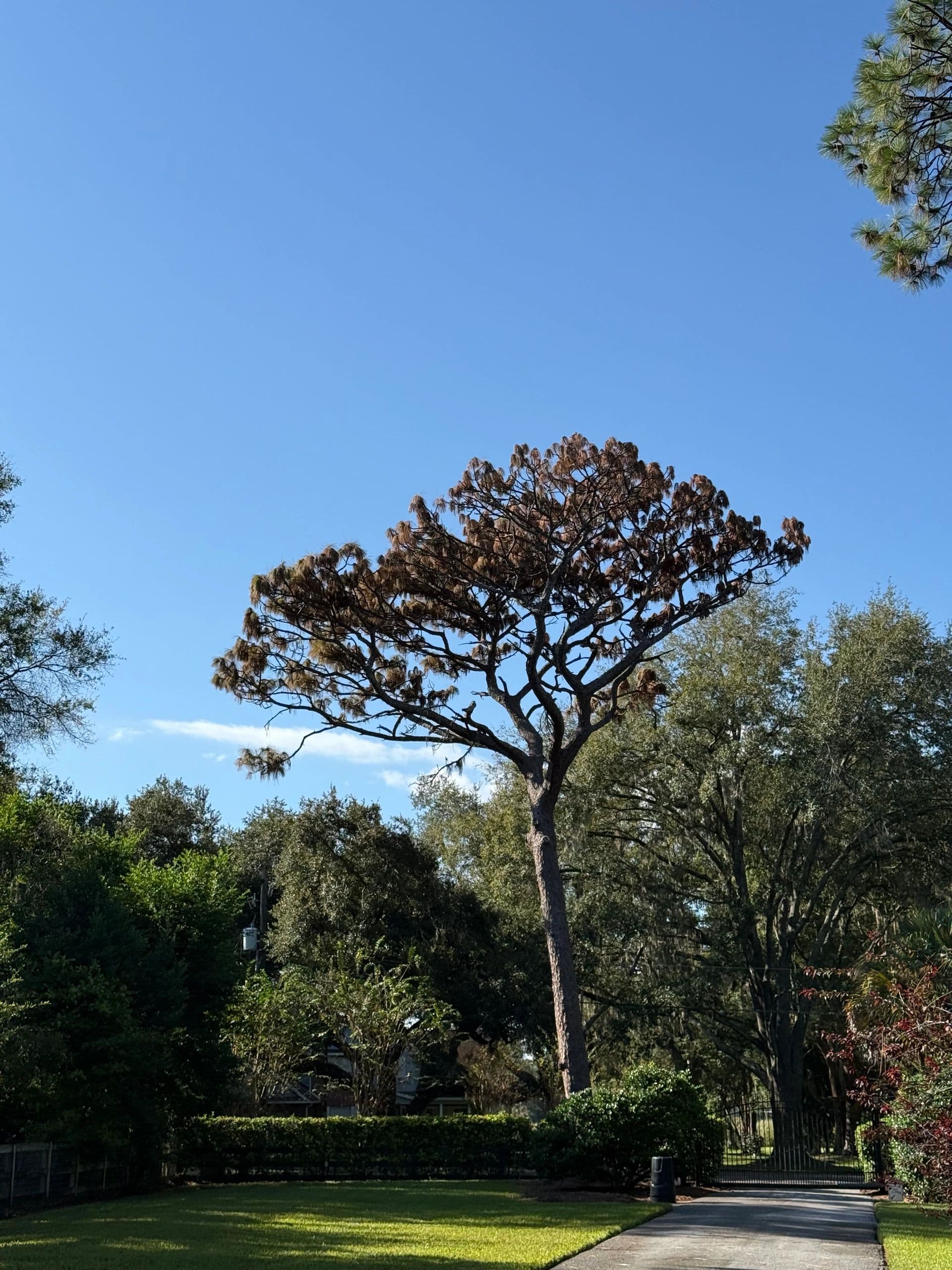 H&M Tree Service job photo 38