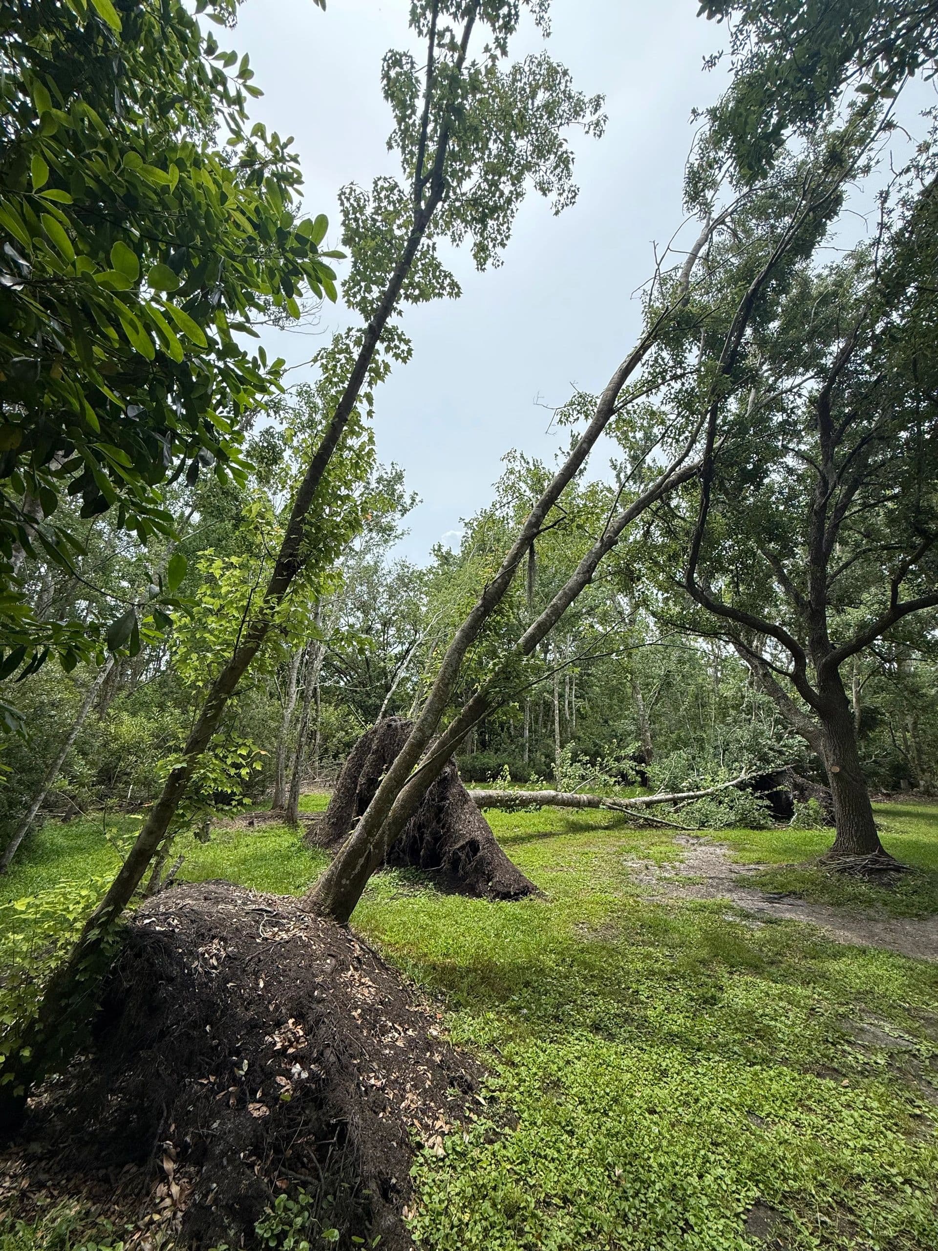 H&M Tree Service job photo 5