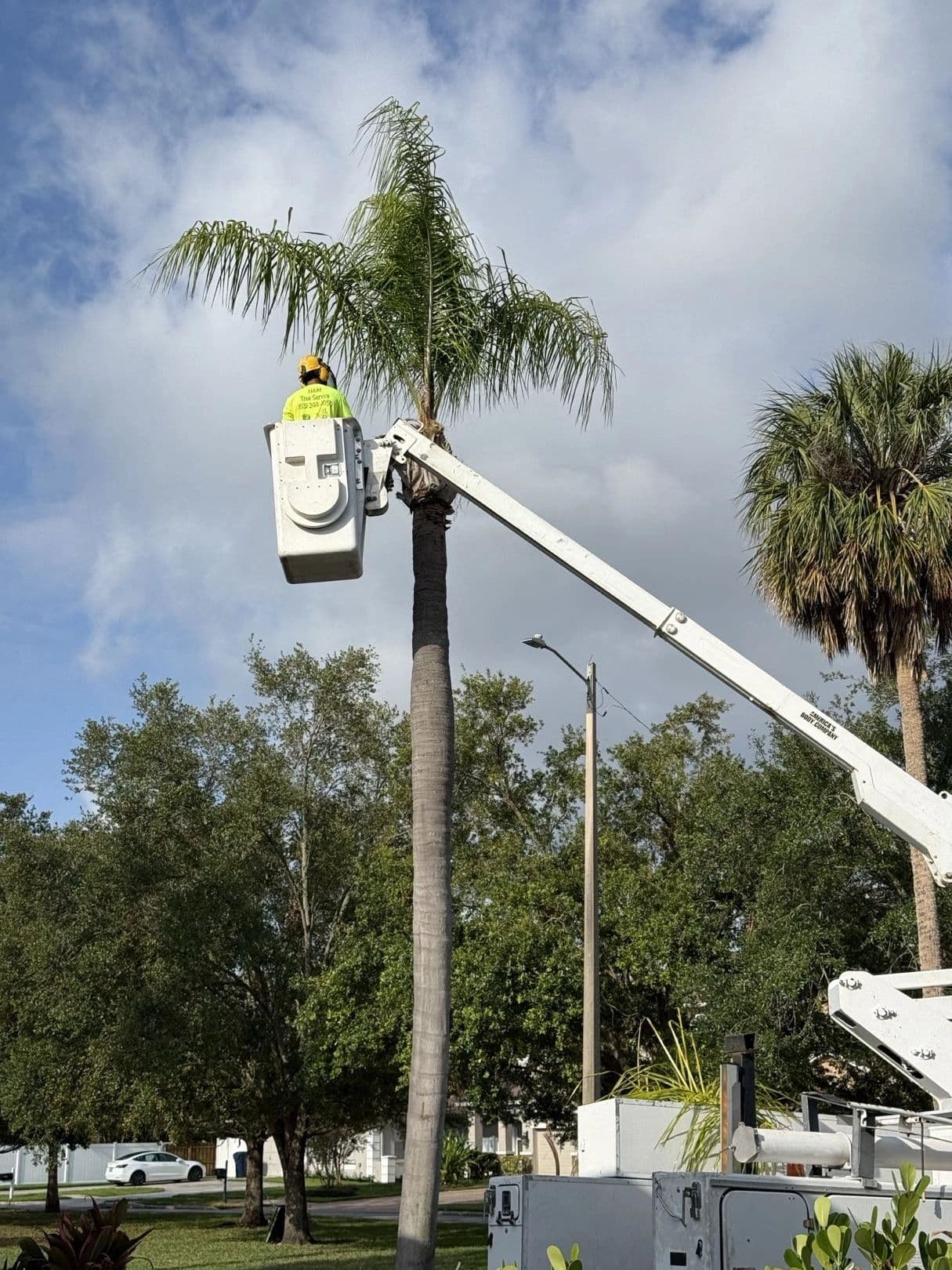H&M Tree Service job photo 84