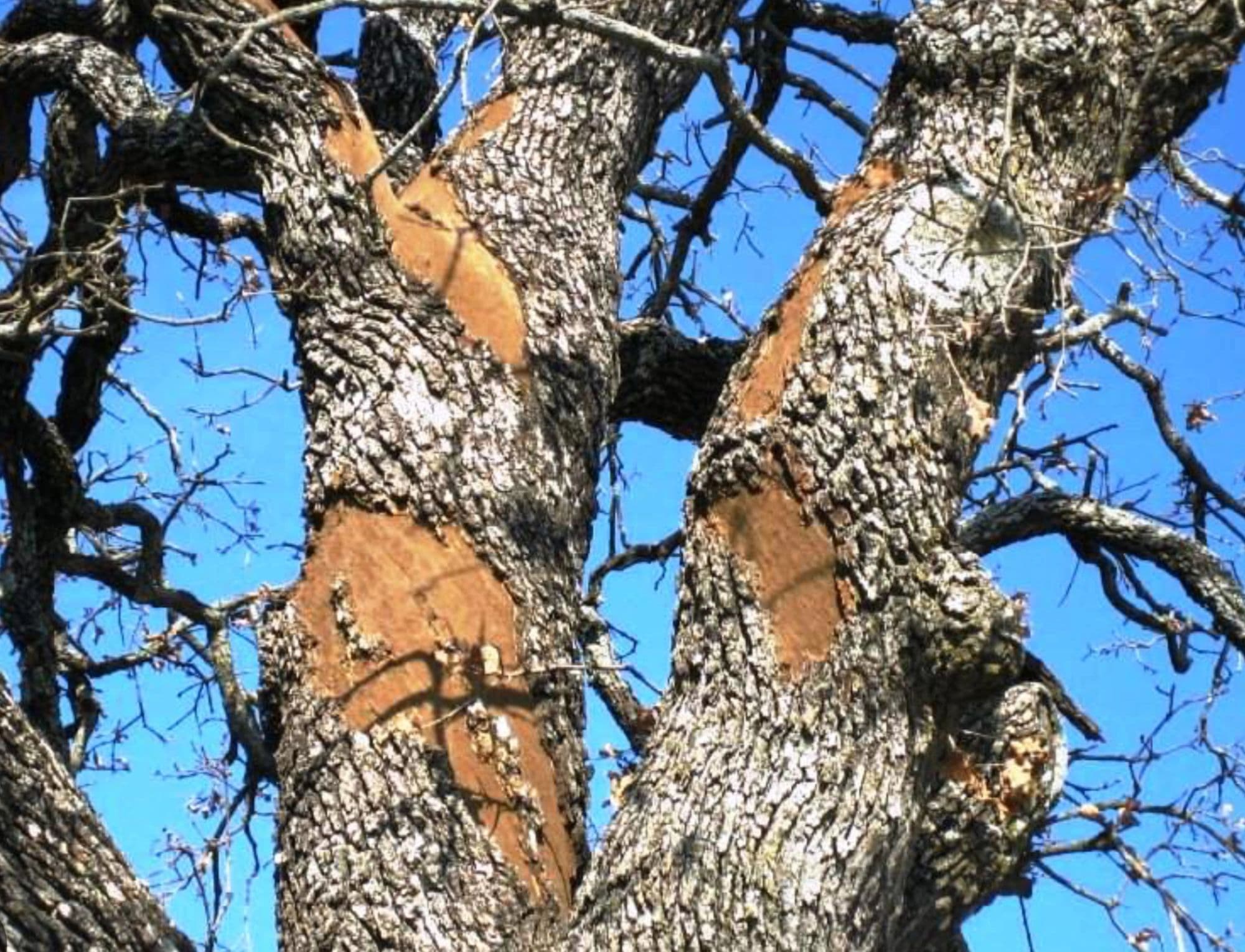 H&M Tree Service job photo 70