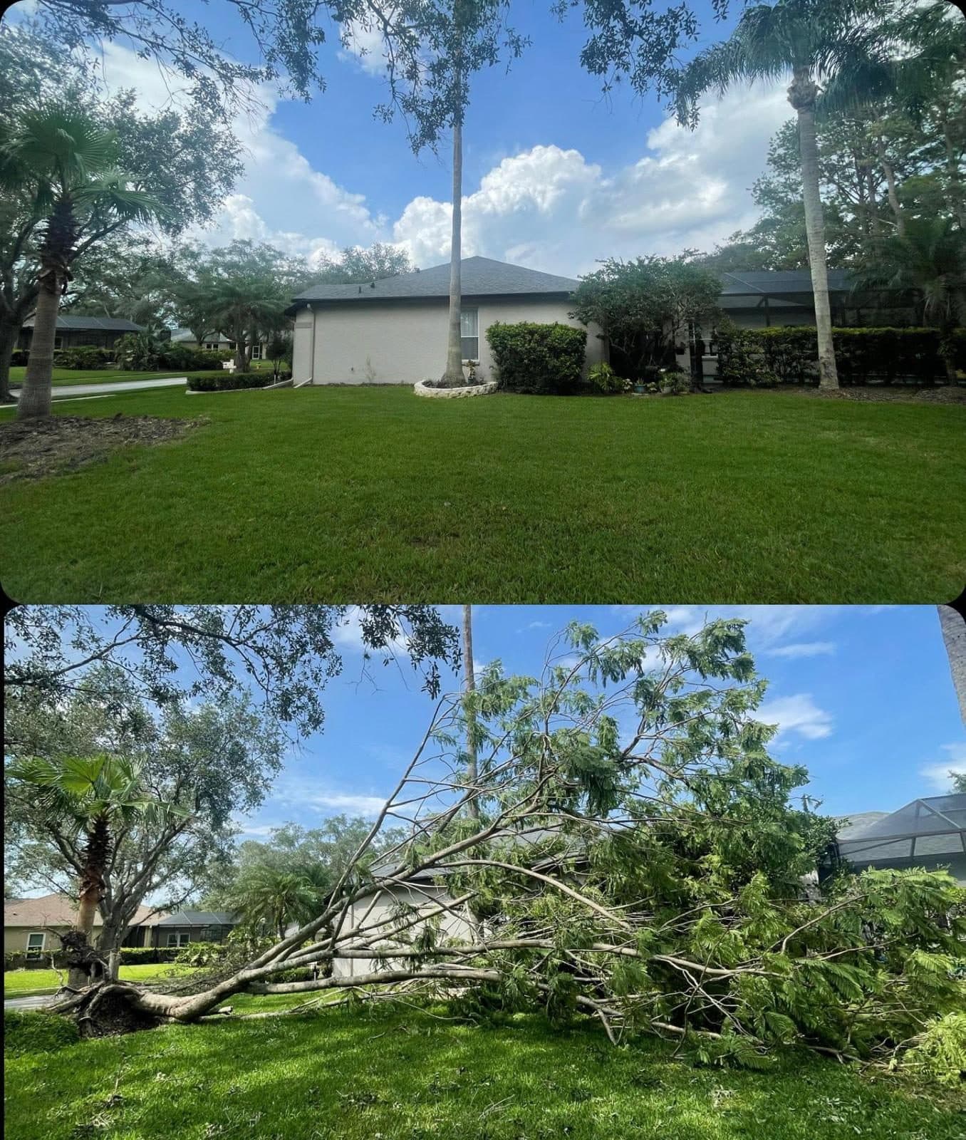 H&M Tree Service job photo 65