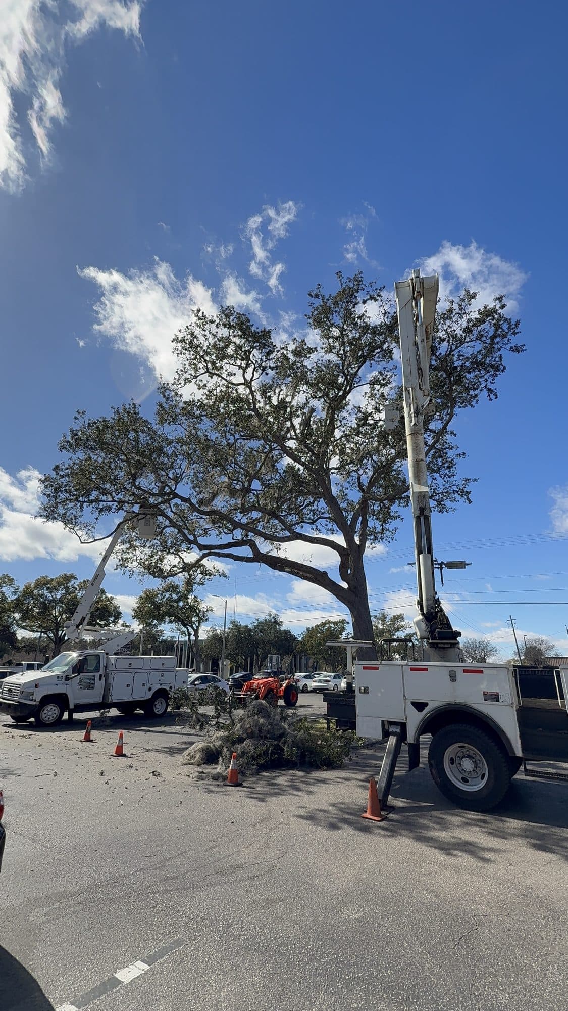 H&M Tree Service job photo 68