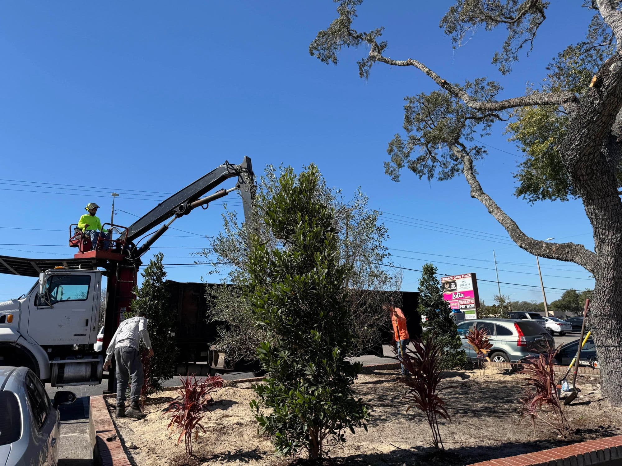 H&M Tree Service job photo 51