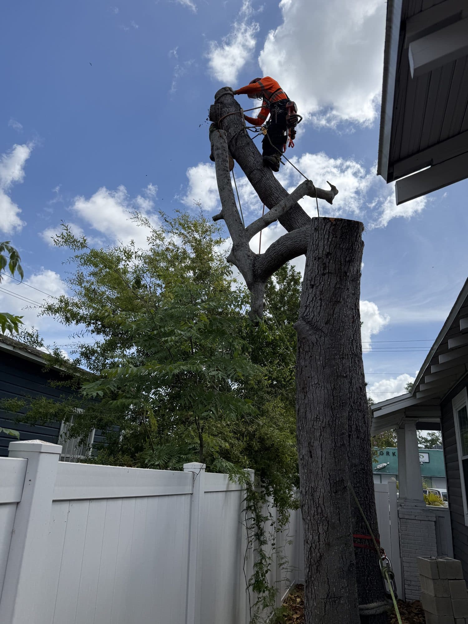 H&M Tree Service job photo 67