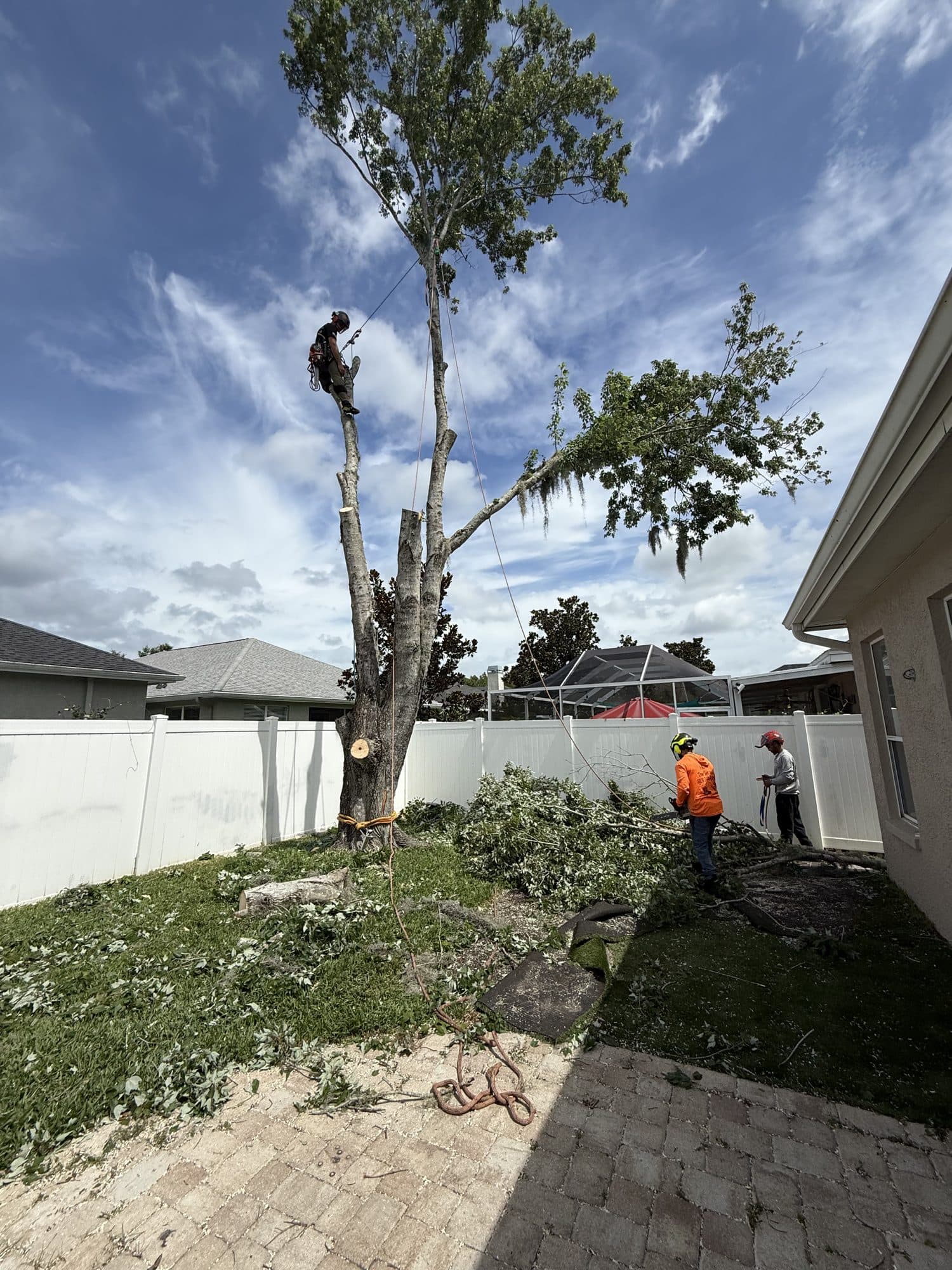 H&M Tree Service job photo 57