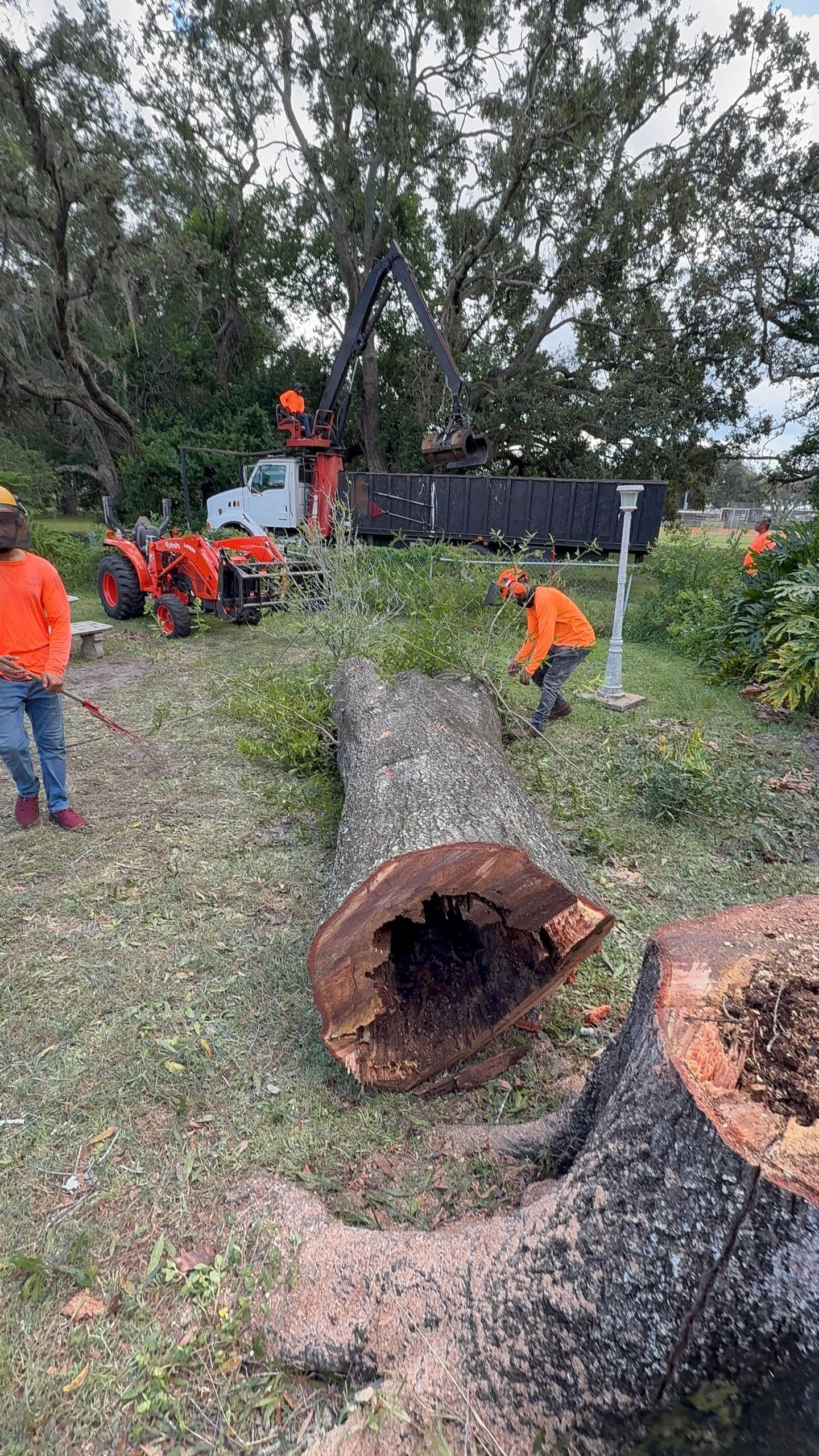 H&M Tree Service job photo 14
