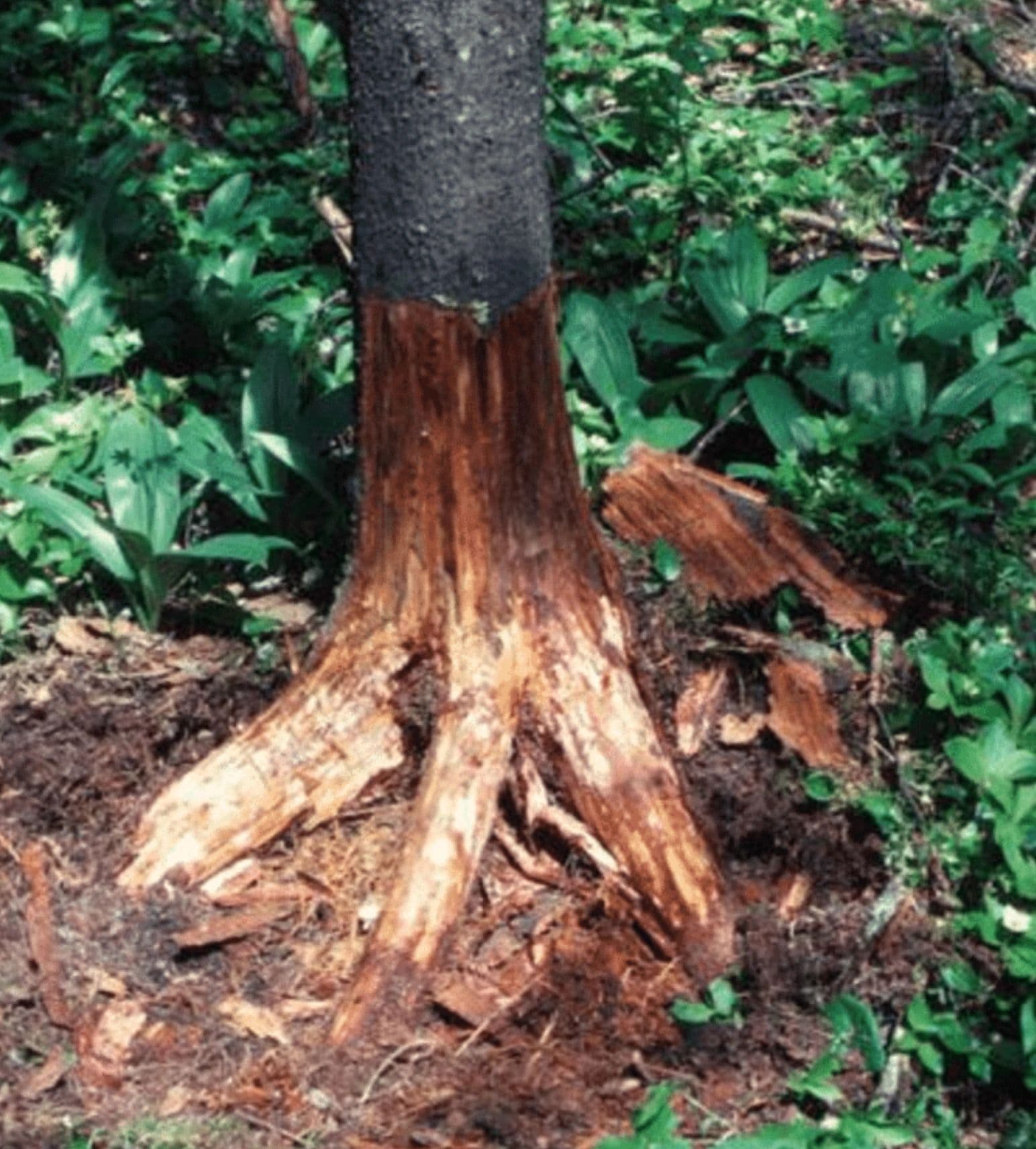 H&M Tree Service job photo 89