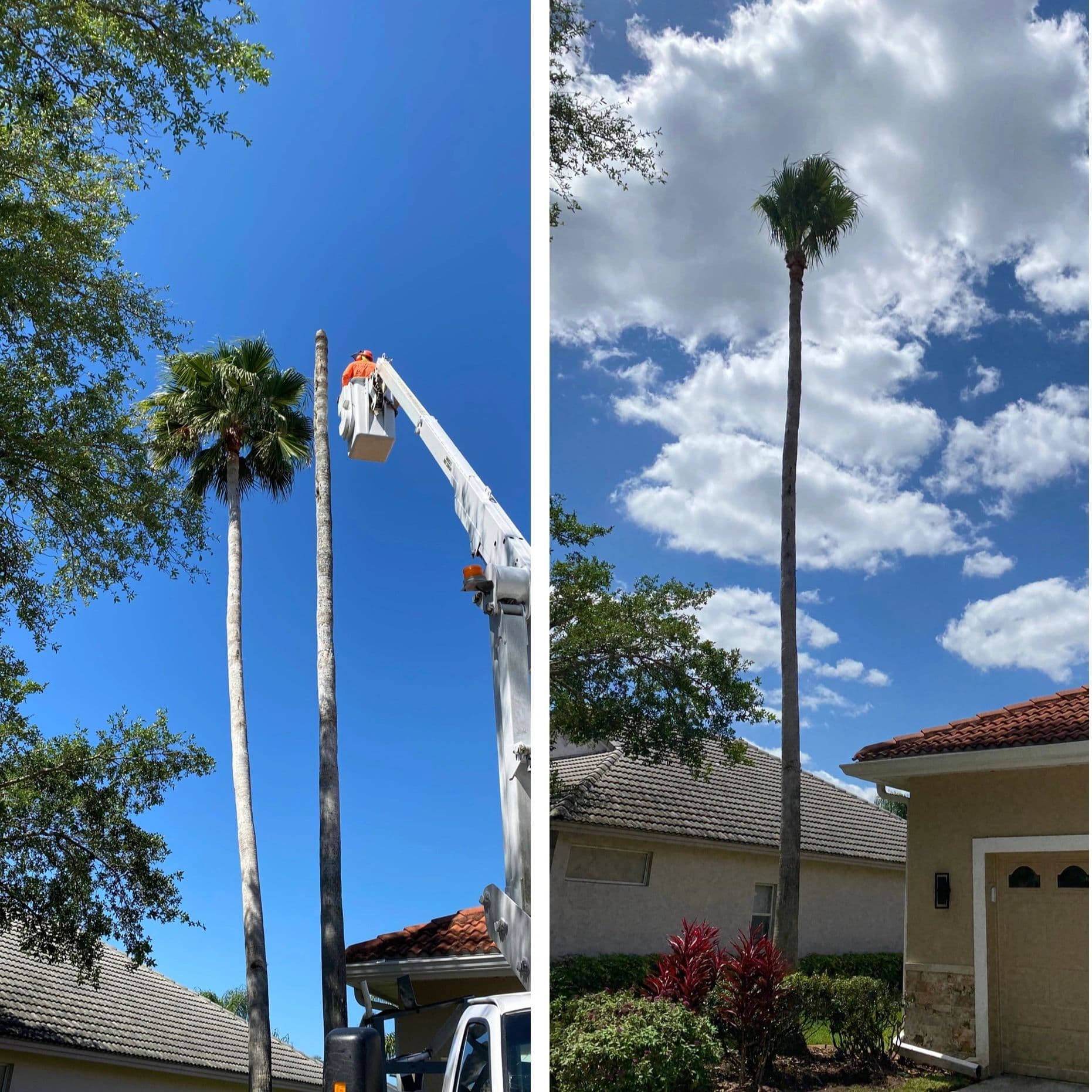 H&M Tree Service job photo 63