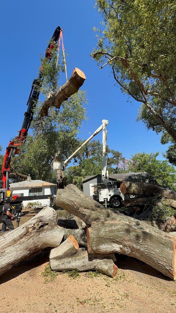 H&M Tree Service job photo 133