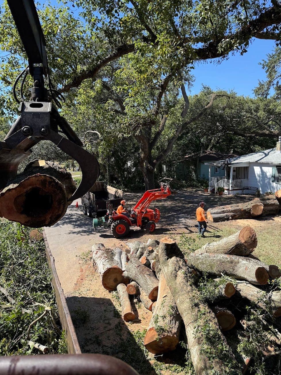 H&M Tree Service job photo 78