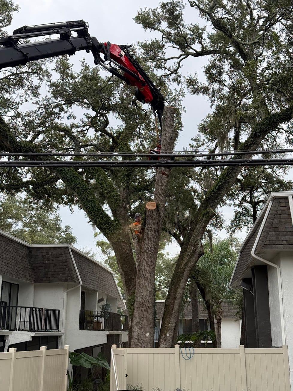 H&M Tree Service job photo 120