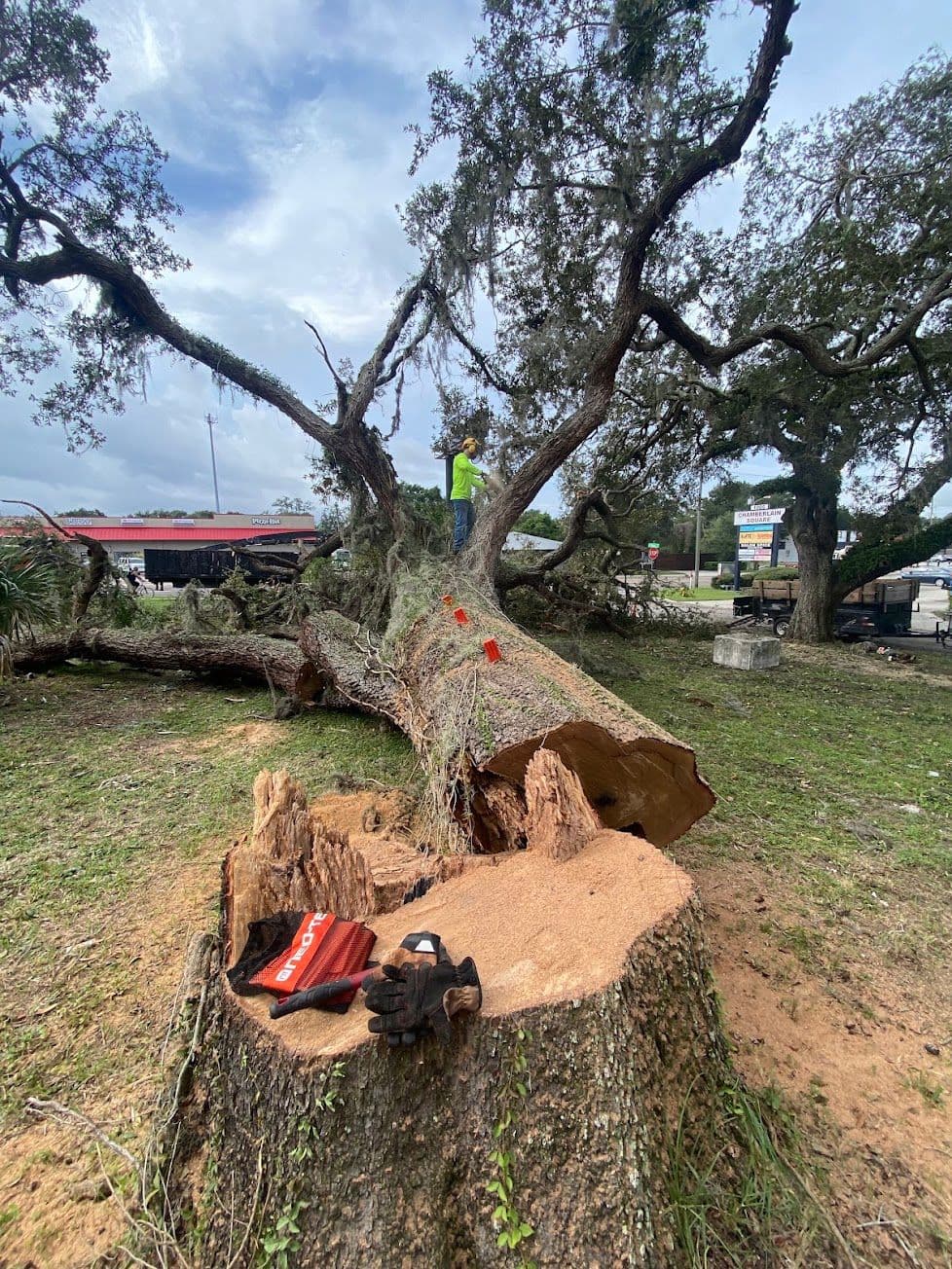 H&M Tree Service job photo 97
