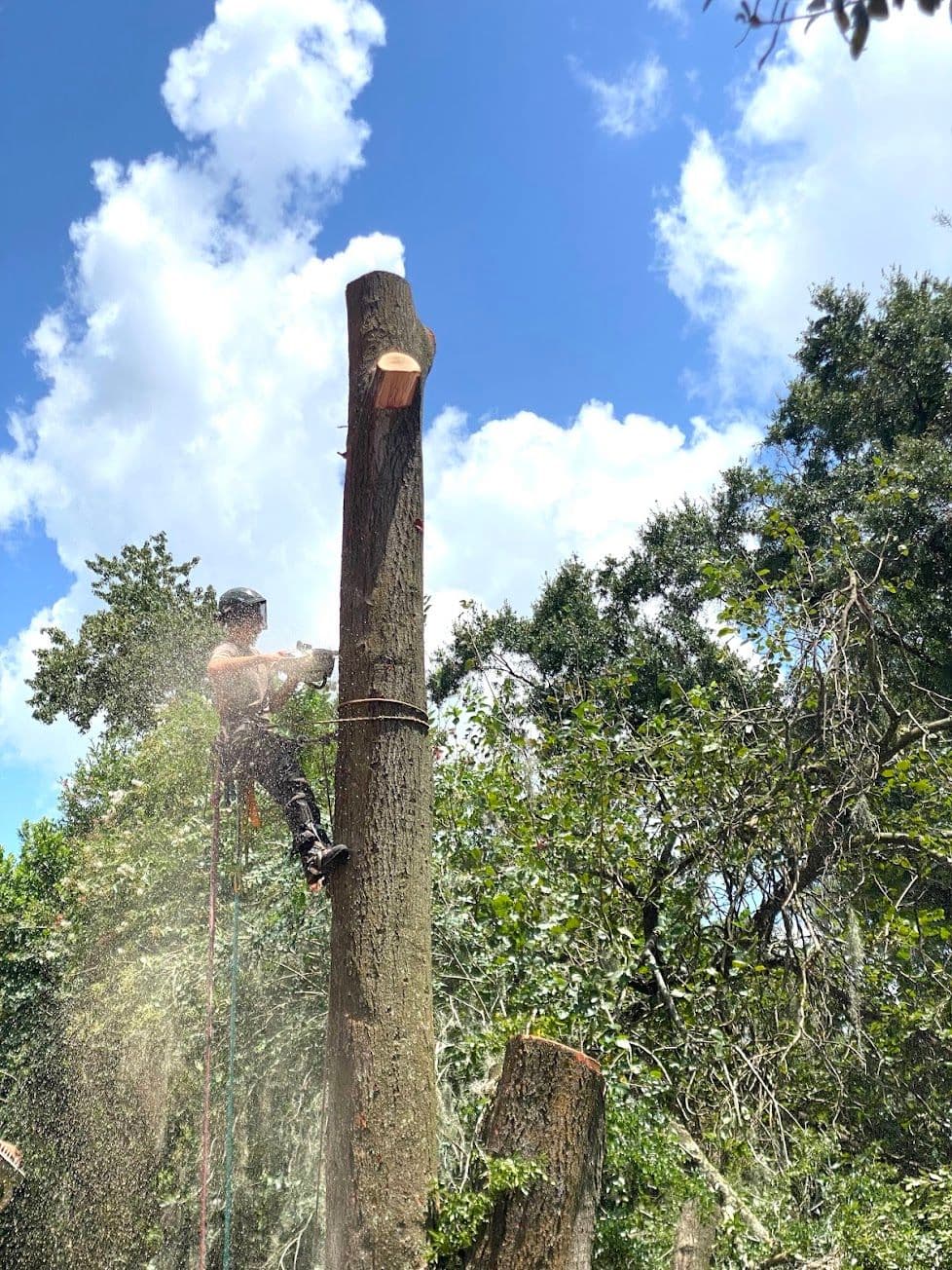 H&M Tree Service job photo 118