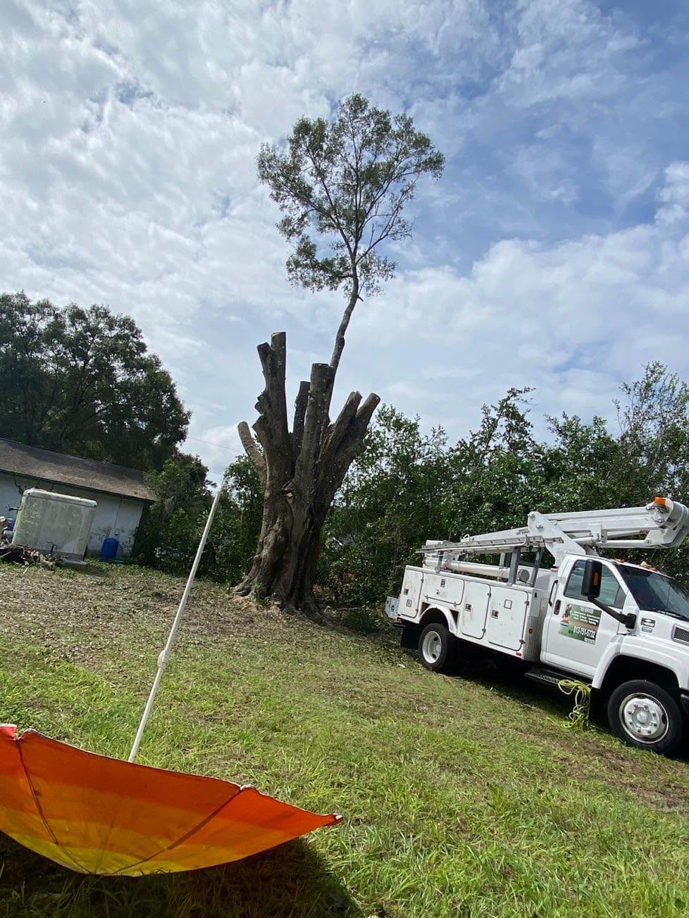 H&M Tree Service job photo 138