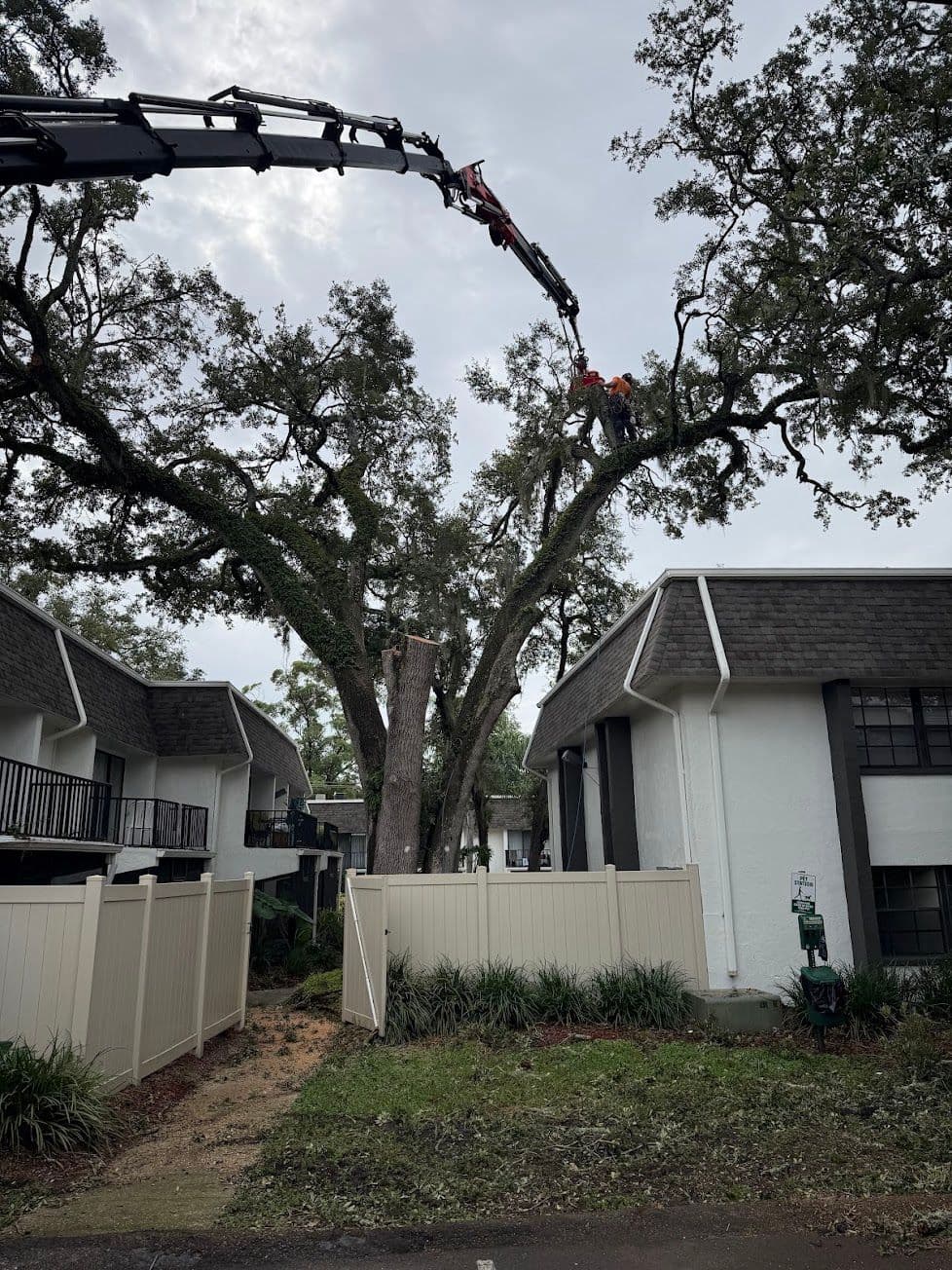 H&M Tree Service job photo 123