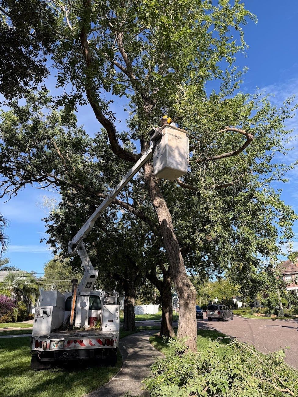 H&M Tree Service job photo 71