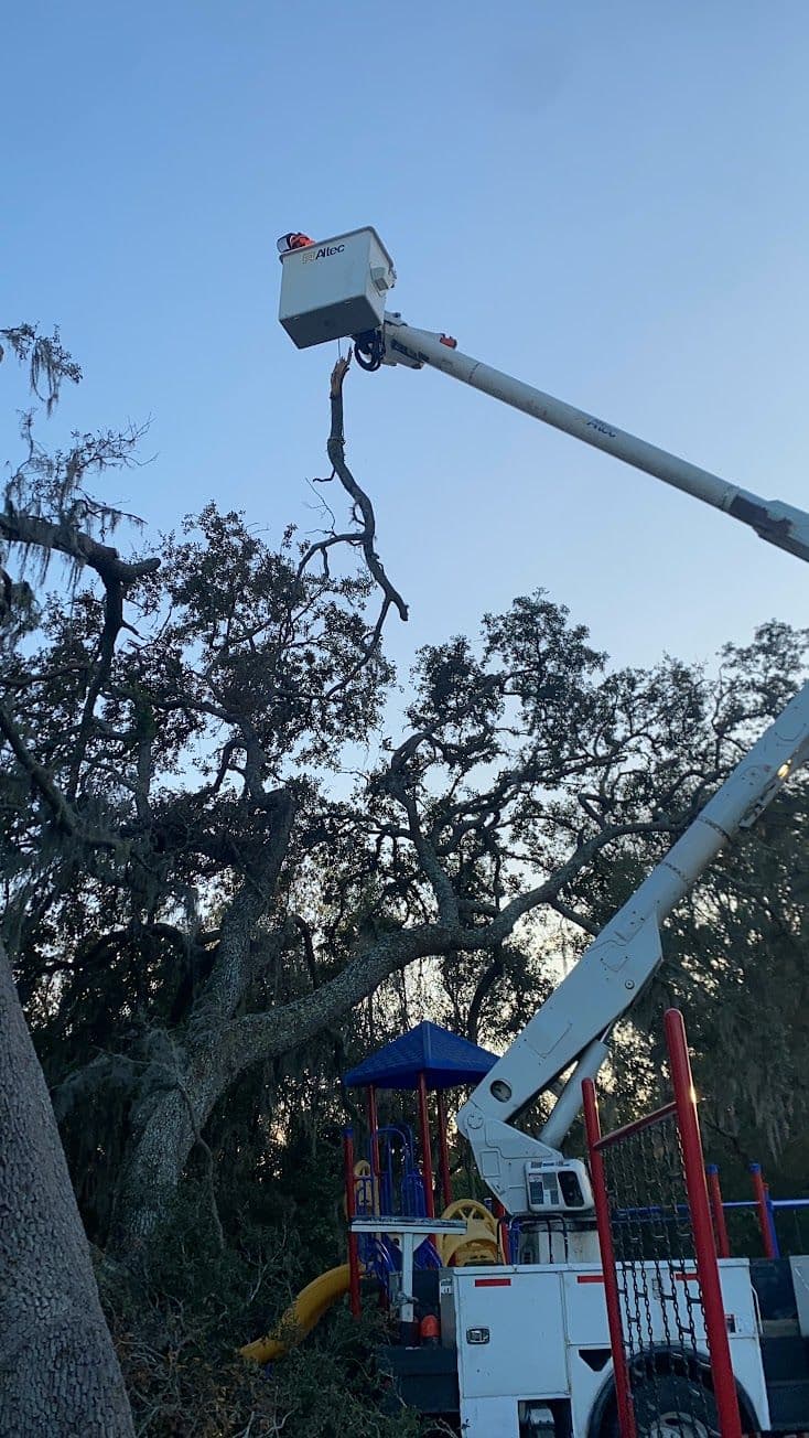 H&M Tree Service job photo 149