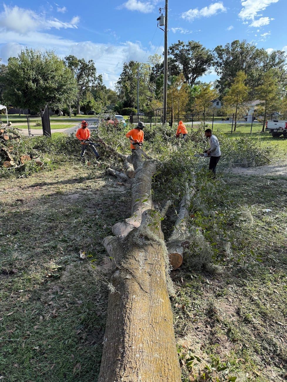 H&M Tree Service job photo 74