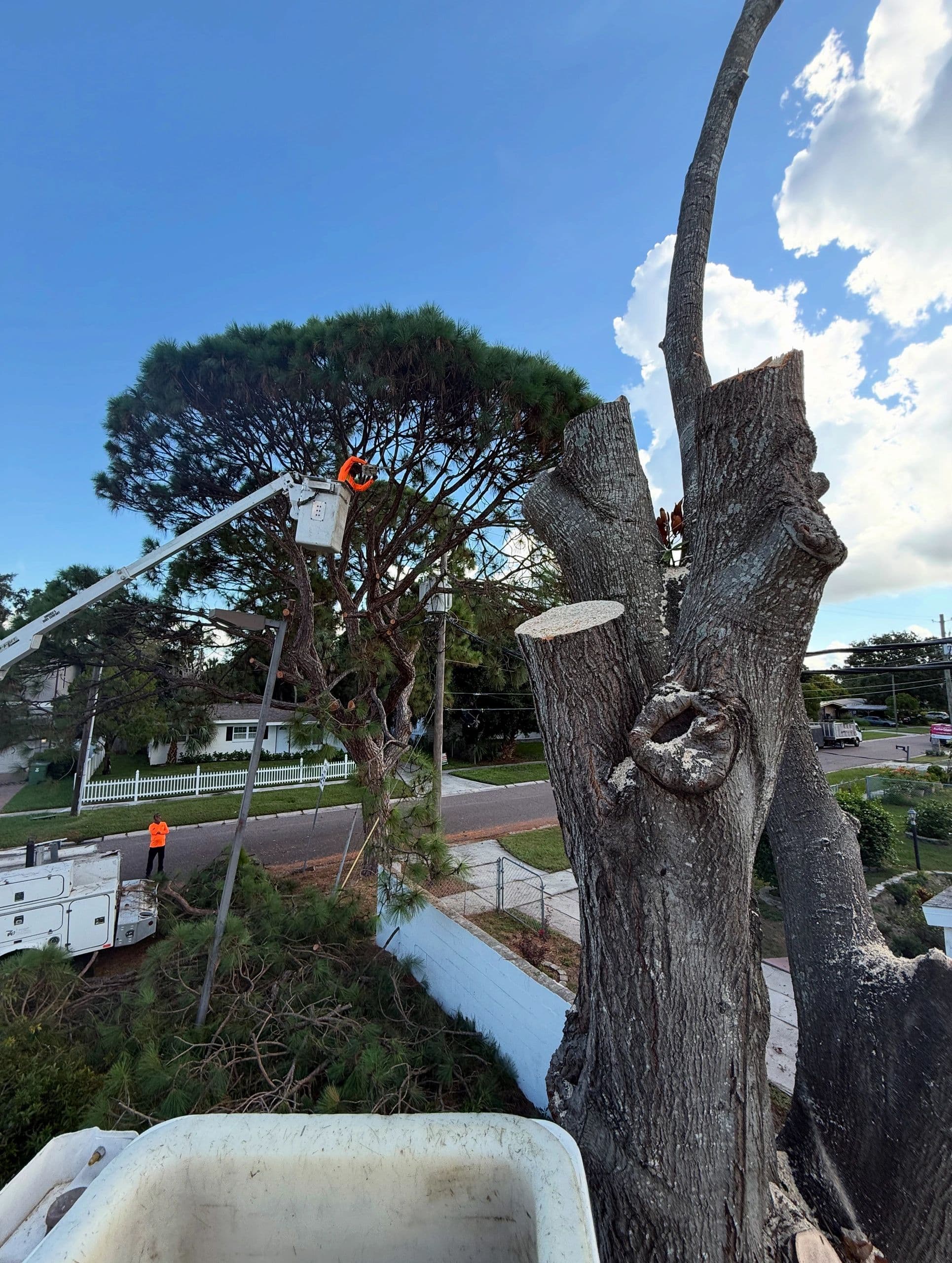 H&M Tree Service job photo 26