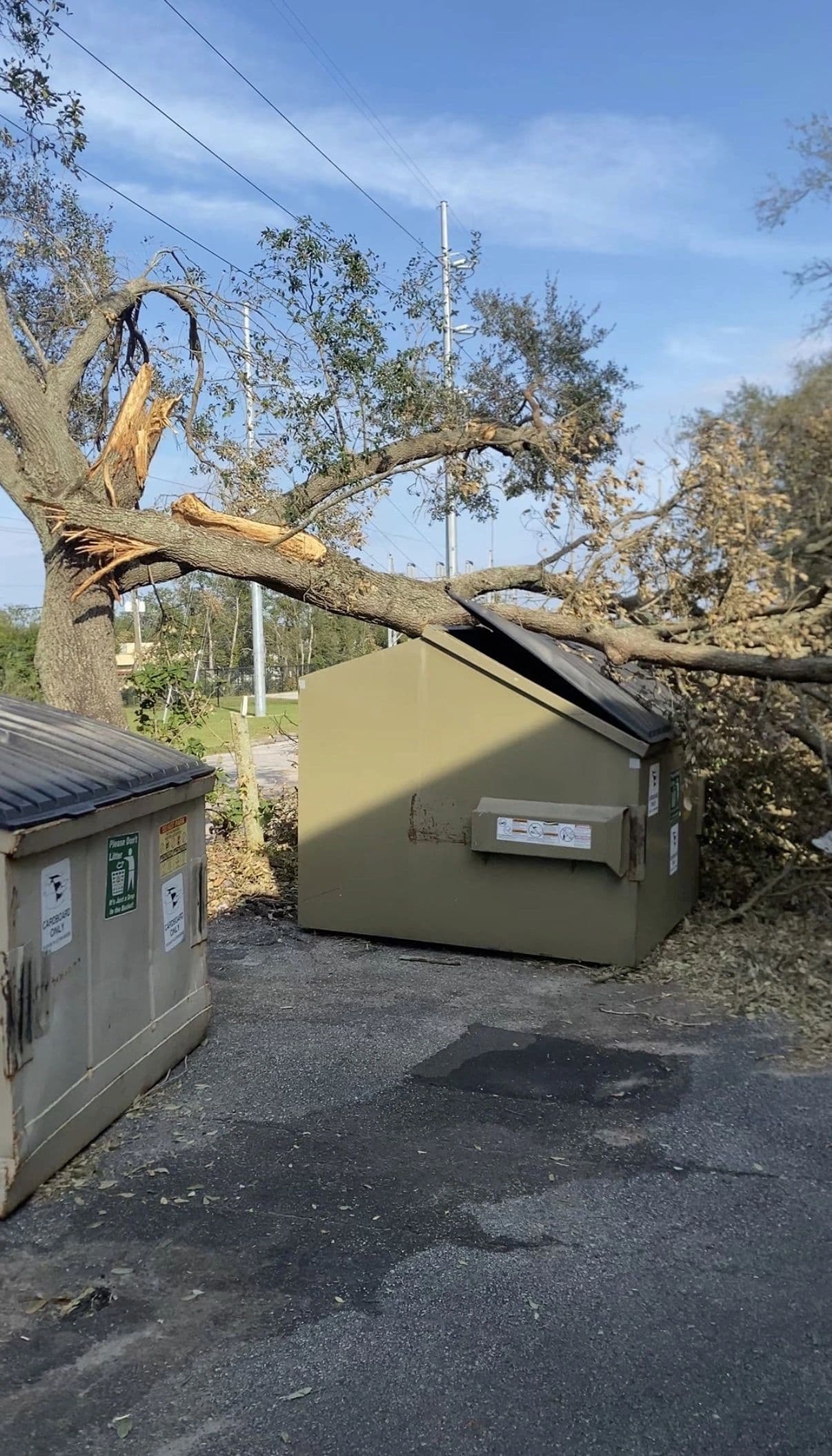 H&M Tree Service job photo 77