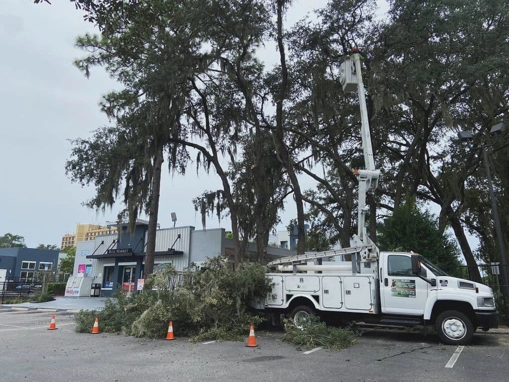 H&M Tree Service bucket truck working under grand oaks in Tampa