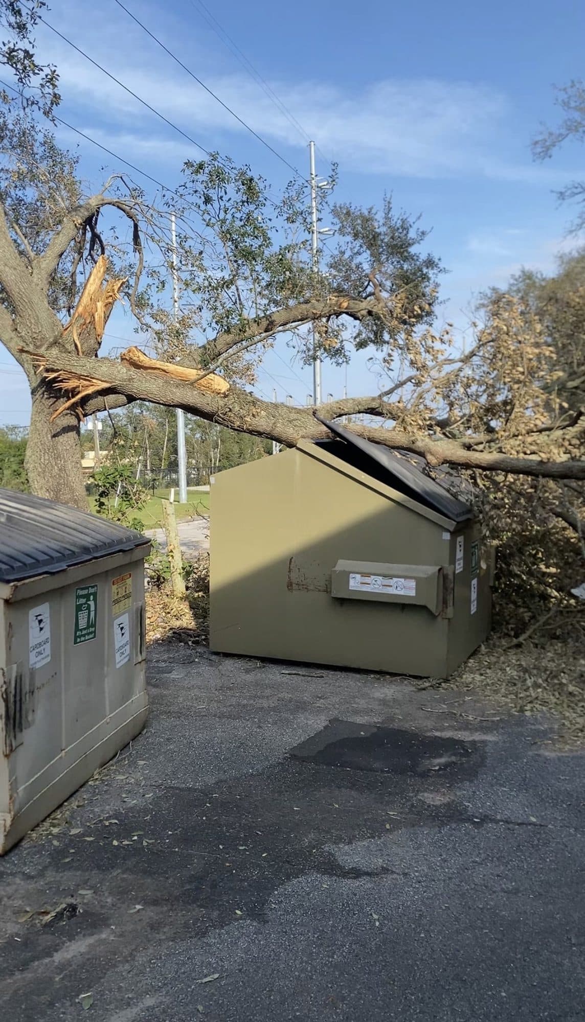 H&M Tree Service job photo 78