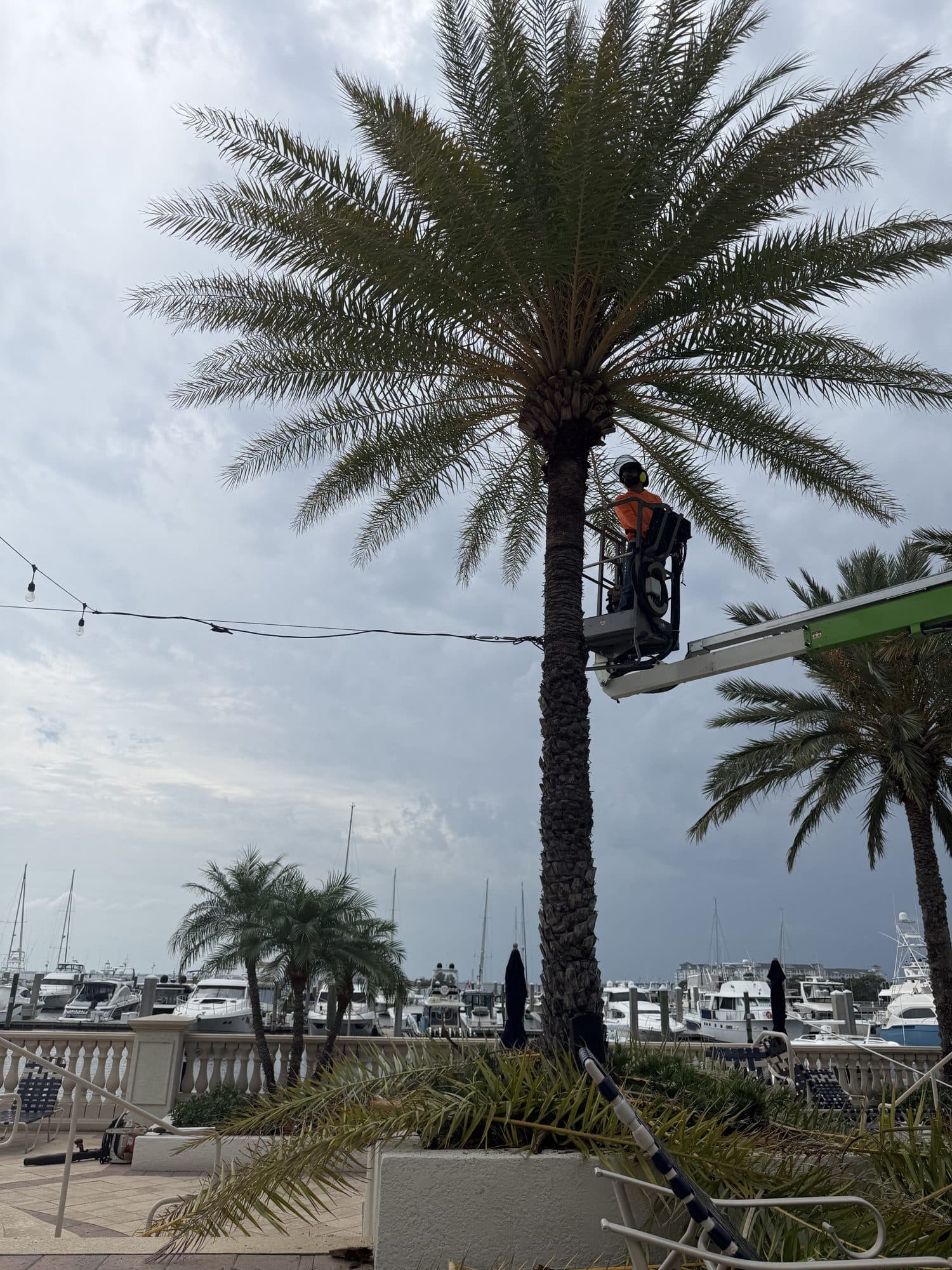 H&M Tree Service job photo 50