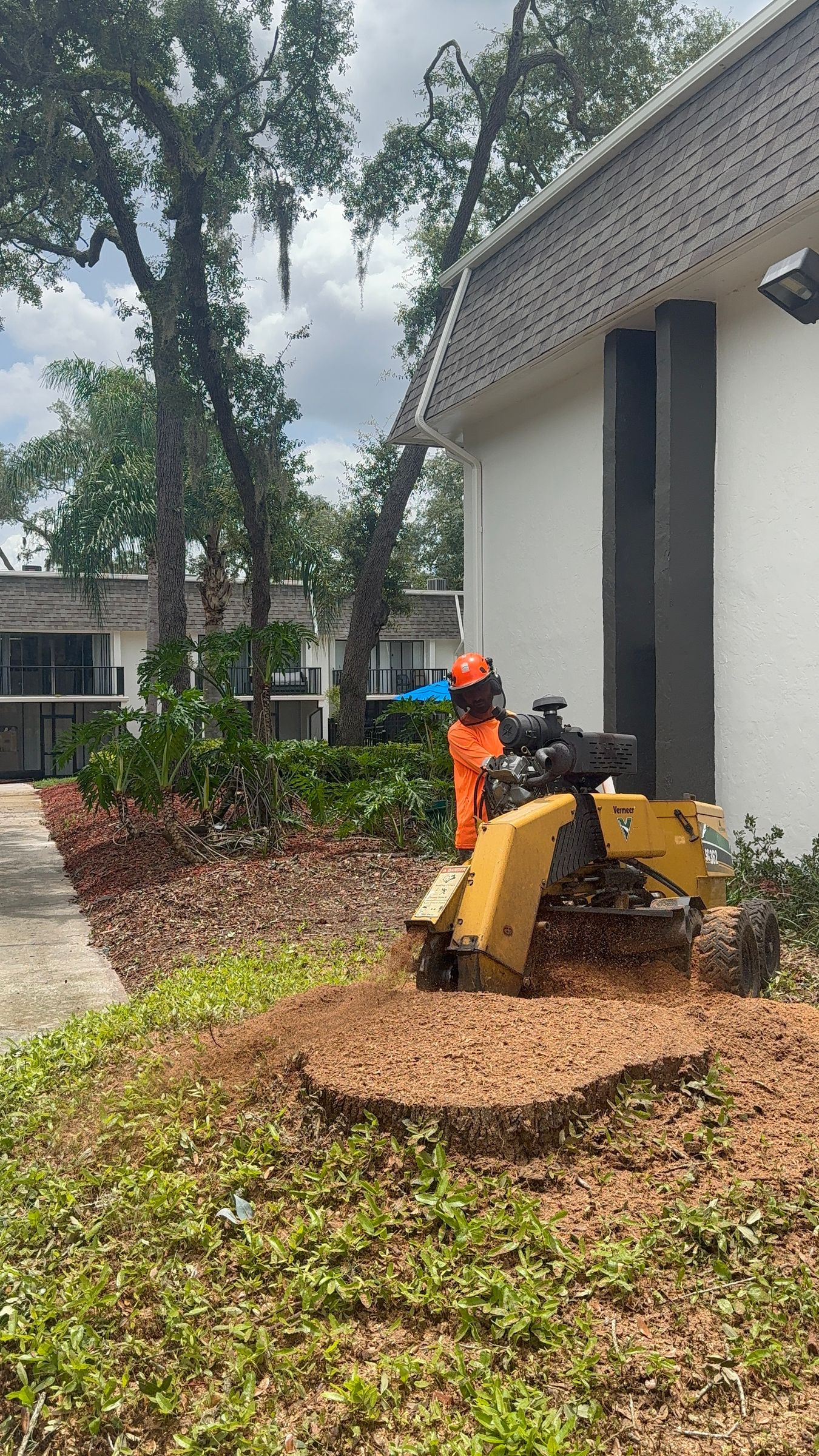 Our crew grinding a massive oak stump below grade in Tampa